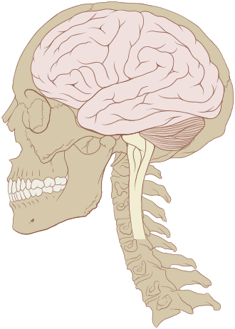 Human Brain